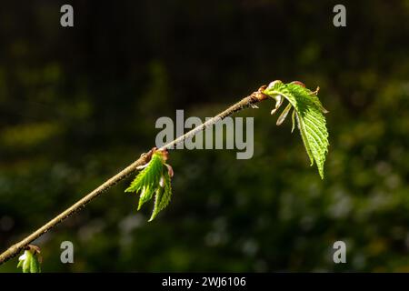 Young green leaves of Carpinus betulus, the European or common hornbeam. Beautiful twigs on blurred brown spring background. Nature concept for any de Stock Photo