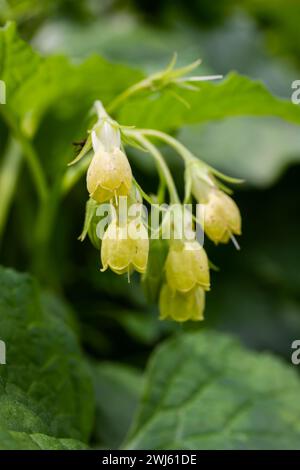 Flowering Symphytum tuberosum in the forest, spring-early summer, natural environment. Medicinal plant. Stock Photo