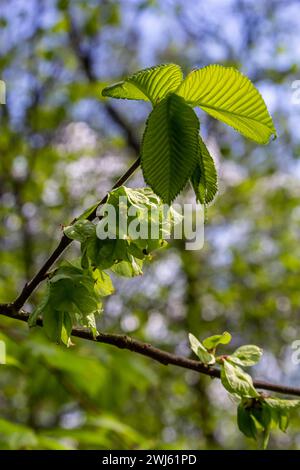 Hornbeam leaf in the sun. Hornbeam tree branch with fresh green leaves. Beautiful green natural background. Spring leaves. Stock Photo