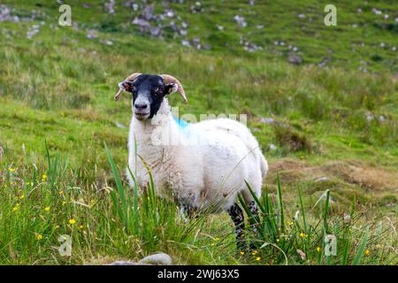 Scottish Blackface Free Range British sheep grazing in the pastures of the Isle of Skye, Scotland Stock Photo