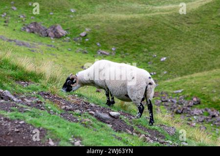 Scottish Blackface Free Range British sheep grazing in the pastures at The Old Man of Storr, Scotland Stock Photo