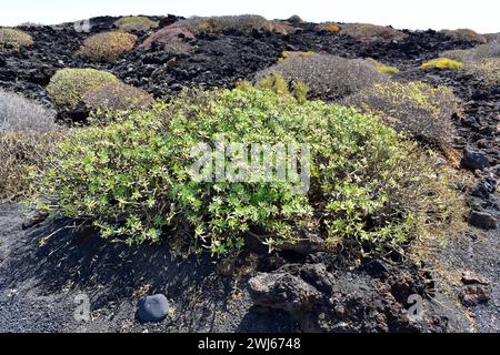 Balsam spurge (Euphorbia balsamifera) is a shrub native to Canary Islands, northern Africa and Arabia Saudita. This photo was taken in Lanzarote Islan Stock Photo