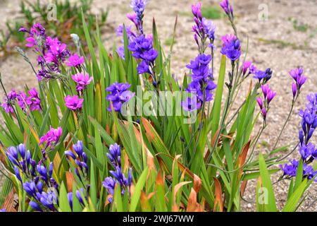 Baboon flower or blue freesia (Babiana stricta) is an ornamental perennial herb native to South Africa. Flowering plant. Stock Photo
