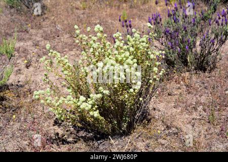 Tomillo blanco (Thymus mastichina) is a perennial herb endemic to center and southern Iberia Peninsula. This photo was taken in Arribes del Duero Natu Stock Photo