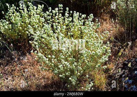 Tomillo blanco (Thymus mastichina) is a perennial herb endemic to center and southern Iberia Peninsula. This photo was taken in Arribes del Duero Natu Stock Photo