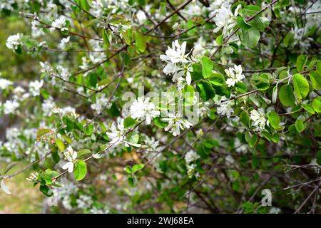 Snowy mespilus (Amelanchier ovalis) is a deciduous shrub native to Mediterranean Basin and center Europe. Its fruits are edible. Flowering plant. Stock Photo