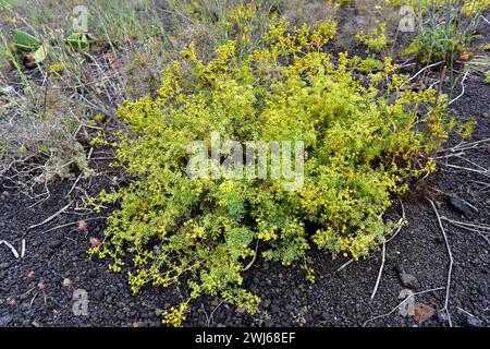 Fringed rue (Ruta chalepensis) is a medicinal perennial herb native to Europe, north Africa and Asia. This photo was taken in Lanzarote Island, Canary Stock Photo