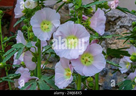 Alcea rosea, Pink Hollyhocks Flowers Stock Photo