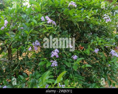 The Duranta erecta yard living fence plant has purple flowers and a fragrant smell Stock Photo