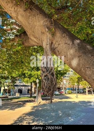 Botany detail Ficus macrophylla, commonly known as the Moreton Bay fig or Australian banyan in Alicante, Spain Stock Photo