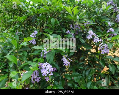 The Duranta erecta yard living fence plant has purple flowers and a fragrant smell Stock Photo