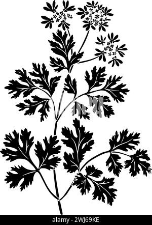 black coriander silhouette or flat leaf illustration of coriandrum logo leaves for food with ingredient icon and plant shape herb as condiment to seed Stock Vector