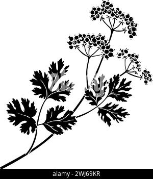 black coriander silhouette or flat leaf illustration of coriandrum logo leaves for food with ingredient icon and plant shape herb as condiment to seed Stock Vector