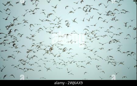 Migrating limicolae (stints, dunlin and curlew sandpiper predominate) on coast of Arabatskaya Strelka, Lake Sivash. May stop-overs Stock Photo