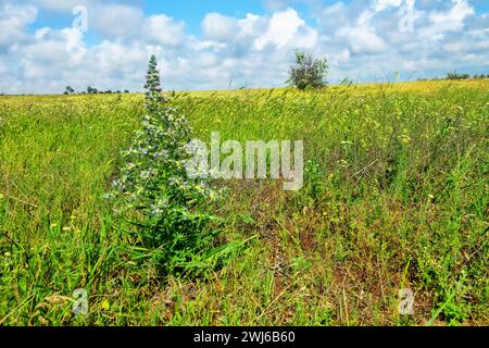 Bugloss, echium (Echium biebersteinii). Dry steppe with intensive grazing of cattle and sheep, but this plant is not eaten because it is highly poison Stock Photo