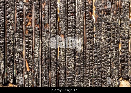 Burnt wooden fence. The texture of the charred wooden boards. Stock Photo
