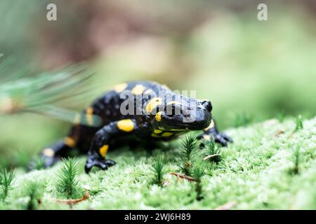 Spotted adult fire salamander on green moss close up. Wildlife photography Stock Photo