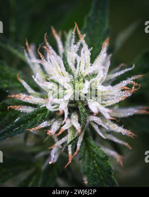Flowering cannabis indica sativa female bud. Trichomes and hairs of marijuana bud flower. Medical cannabis growing. Macro shot Stock Photo