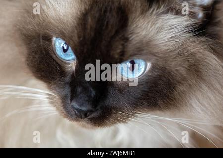 Ragdoll cat portrait Stock Photo