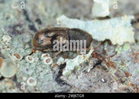 An interesting bark beetle of the genus Aphanarthrum that lives in plants of the genus Euphorbia (spurge) in the Canary Islands. Stock Photo