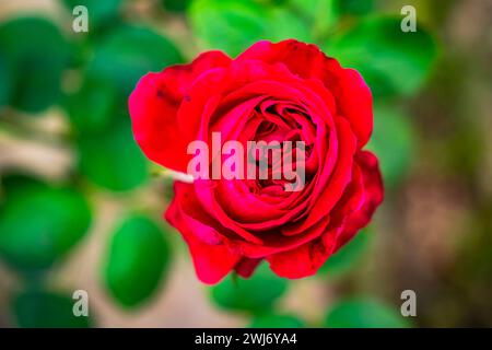 Top view closeup of blooming red rose with green leaves in winter season in Thailand. Stock Photo