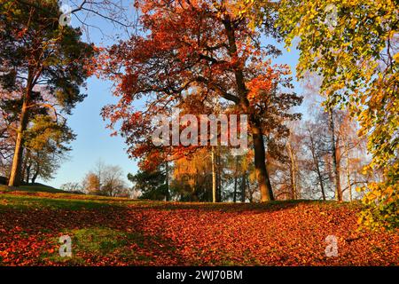 Trees in the park are glowing in rich colours of autumn, fallen leaves on the ground on a beautiful morning of mid-October. Finland. 2021. Stock Photo