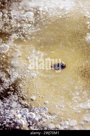Under the ice Stock Photo