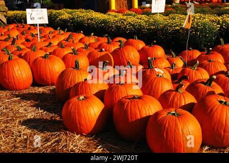 Many fall pumpkins are on display at a farmers market in North Carolina on a sunny autumn day near Halloween Stock Photo