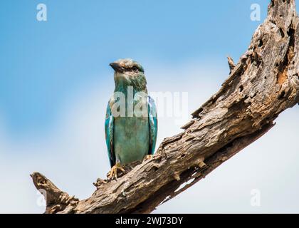 European Roller Kruger National Park Stock Photo