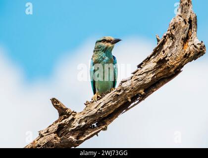 European Roller Kruger National Park Stock Photo