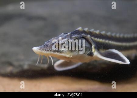 Diamond Sturgeon - Acipenser Guldenstaedti Stock Photo