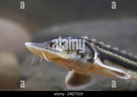 Diamond Sturgeon - Acipenser Guldenstaedti Stock Photo