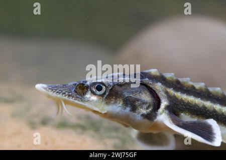 Diamond Sturgeon - Acipenser Guldenstaedti Stock Photo