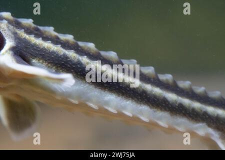 Diamond Sturgeon - Acipenser Guldenstaedti Stock Photo