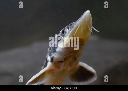 Diamond Sturgeon - Acipenser Guldenstaedti Stock Photo