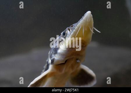 Diamond Sturgeon - Acipenser Guldenstaedti Stock Photo