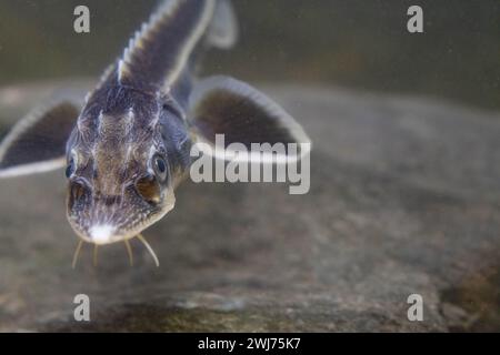 Diamond Sturgeon - Acipenser Guldenstaedti Stock Photo