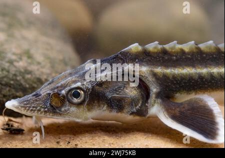 Diamond Sturgeon - Acipenser Guldenstaedti Stock Photo