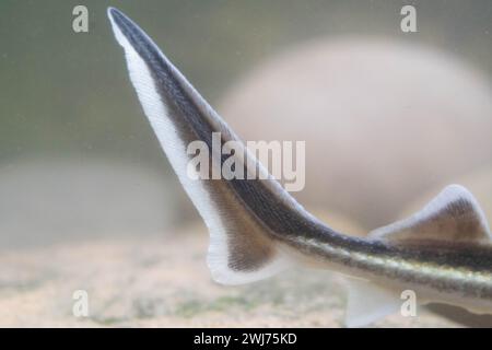 Diamond Sturgeon - Acipenser Guldenstaedti Stock Photo