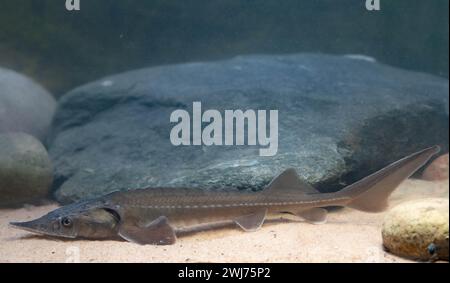 Siberian Sturgeon - Acipenser Baerii Stock Photo