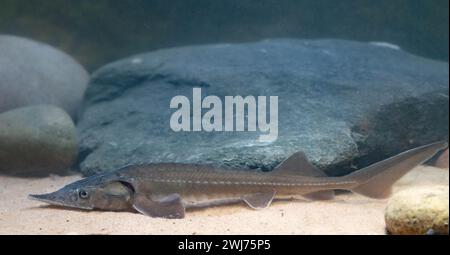 Siberian Sturgeon - Acipenser Baerii Stock Photo