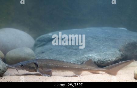 Siberian Sturgeon - Acipenser Baerii Stock Photo