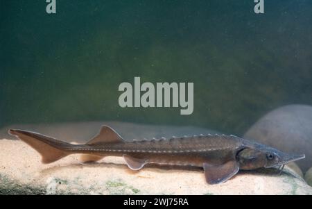 Siberian Sturgeon - Acipenser Baerii Stock Photo