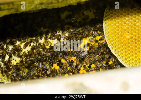 photo of a honey wasp nest ready to be harvested Stock Photo