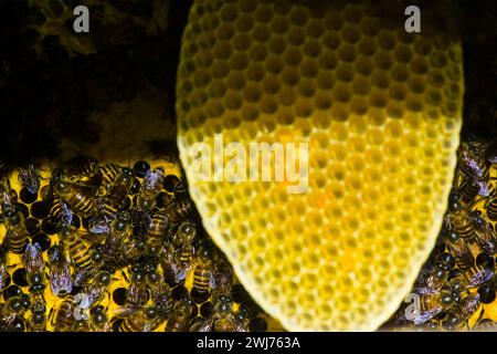 photo of a honey wasp nest ready to be harvested Stock Photo