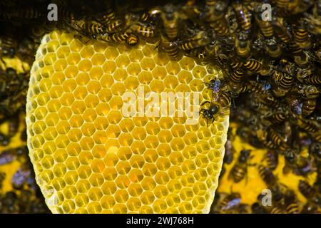 photo of a honey wasp nest ready to be harvested Stock Photo