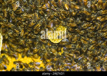 photo of a honey wasp nest ready to be harvested Stock Photo