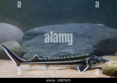 Diamond Sturgeon - Acipenser Guldenstaedti Stock Photo