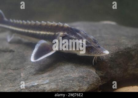 Diamond Sturgeon - Acipenser Guldenstaedti Stock Photo