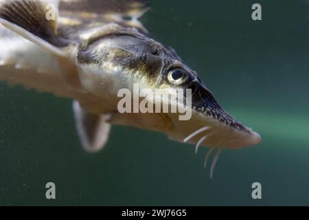 Diamond Sturgeon - Acipenser Guldenstaedti Stock Photo